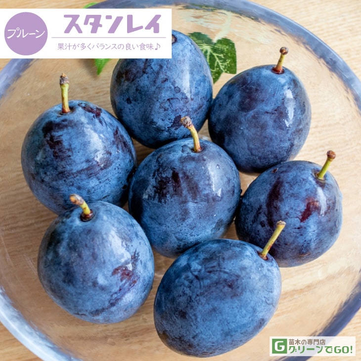 プルーン 苗木 【スタンレイ】 3年生 接ぎ木 大苗