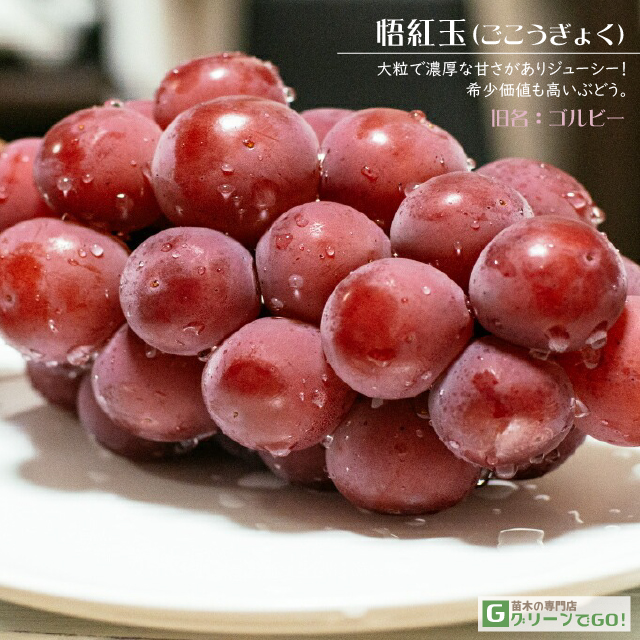 ■優良2年生大苗■ ぶどう 苗木 【悟紅玉 （ごこうぎょく） ※旧 ゴルビー】 2年生 ウイルスフリー 接ぎ木 ポット苗