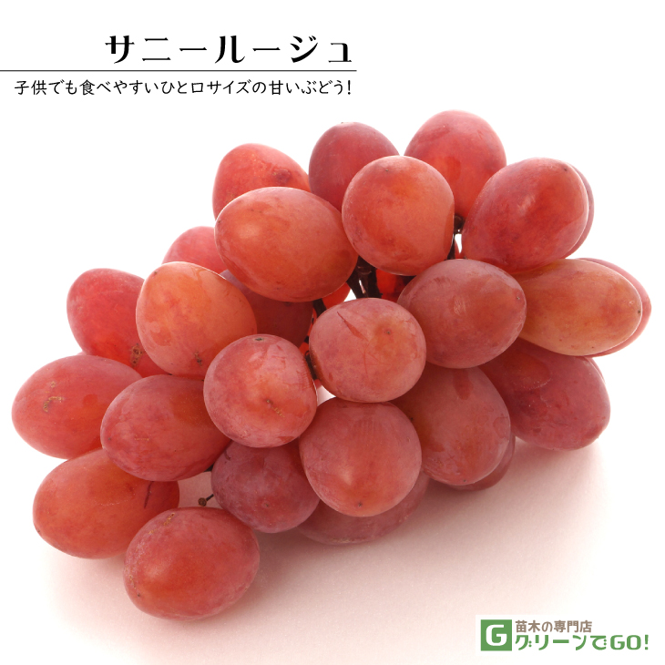 ぶどう 苗木 【サニールージュ】 3年生 ウイルスフリー 接ぎ木 大苗