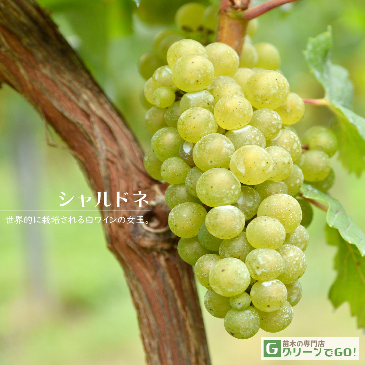 ぶどう 苗木 【白ワイン用品種 シャルドネ】 3年生 ウイルスフリー 接ぎ木 大苗