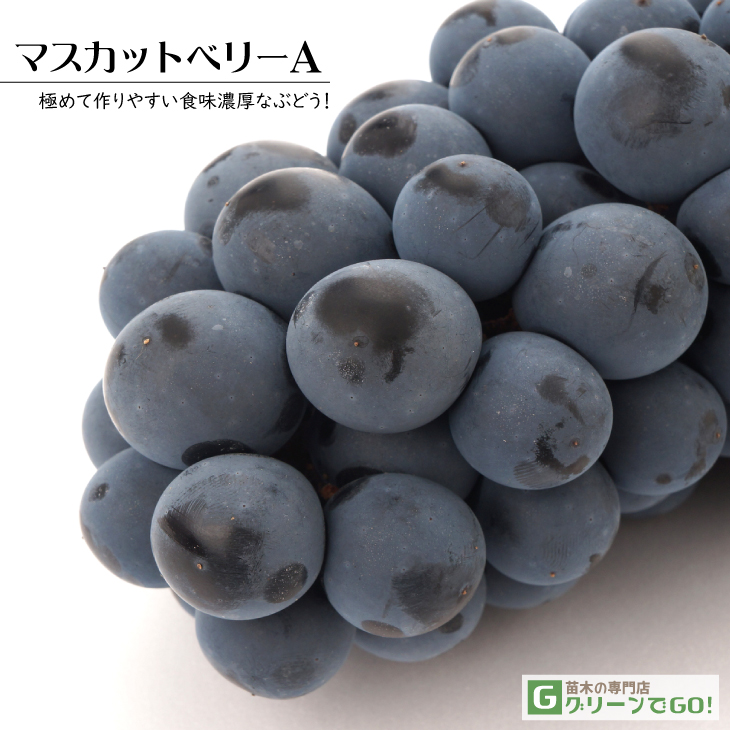 ぶどう 苗木 【マスカットベリーA】 3年生 ウイルスフリー 接ぎ木 大苗