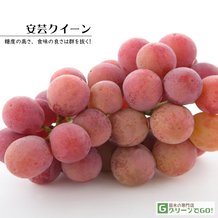taka様!現品、ブドウの苗木※紅伊豆、デラウェア、安芸クイーンのセット! ぶどう 苗木 【安芸クイーン】 1年生 ウイルスフリー 接ぎ木