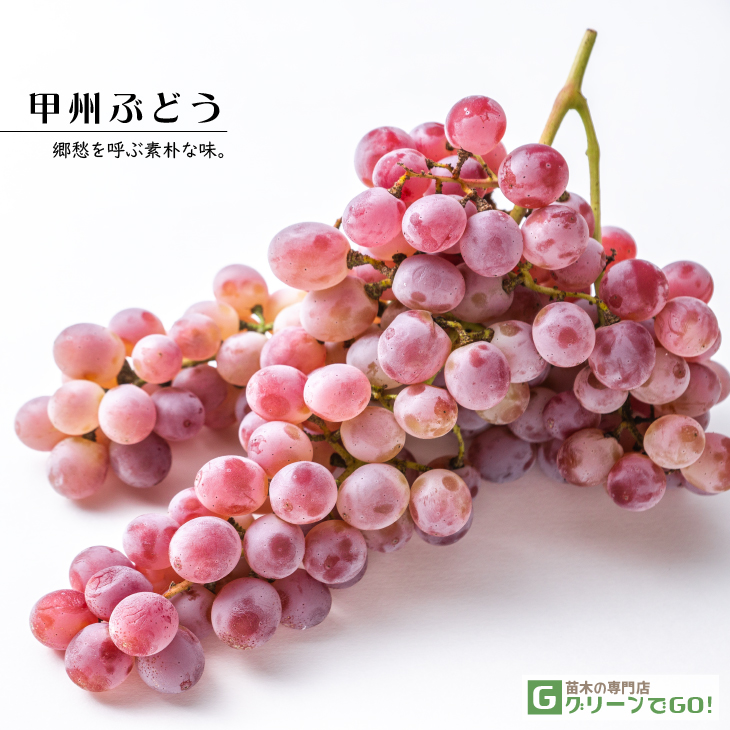 ぶどう 苗木 【甲州ぶどう】 3年生 ウイルスフリー 接ぎ木 大苗