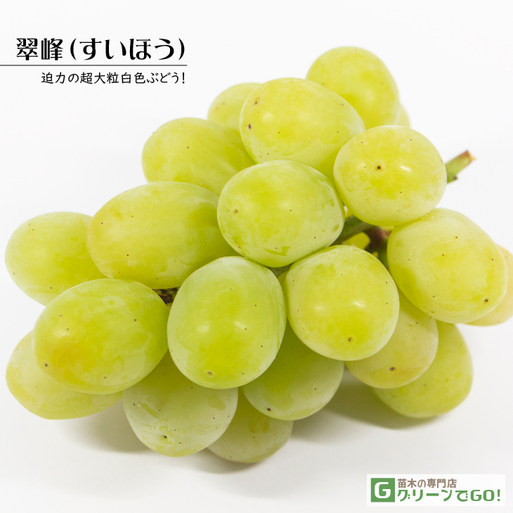 ぶどう 苗木 【翠峰 （すいほう） ［登録品種］】 1年生 ウイルスフリー 接ぎ木 ポット苗