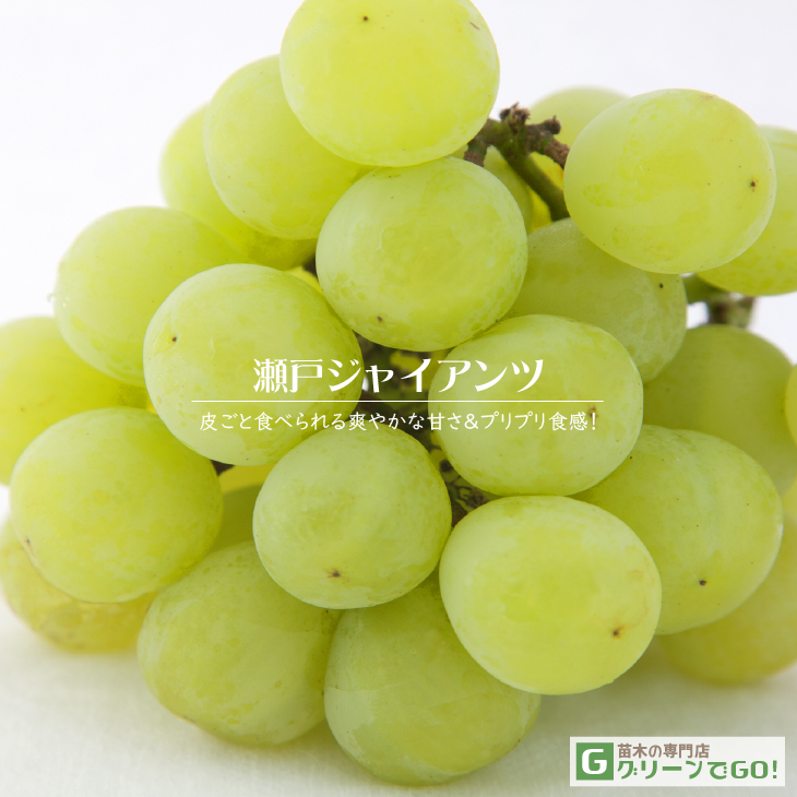 ぶどう 苗木 【瀬戸ジャイアンツ】 3年生 ウイルスフリー 接ぎ木 約1.1