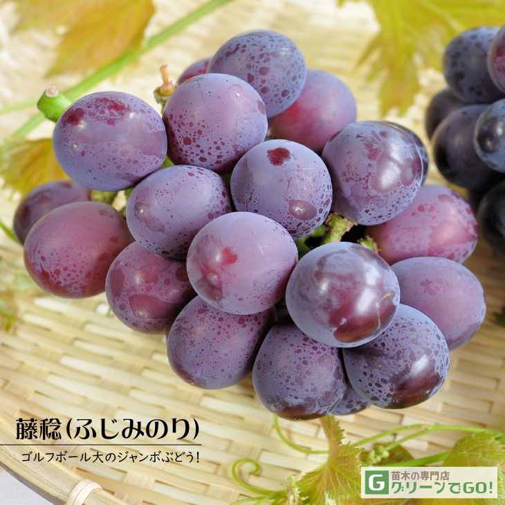 ぶどう 苗木 【藤稔 （ふじみのり）】 2年生 挿し木 大苗 （自根苗）