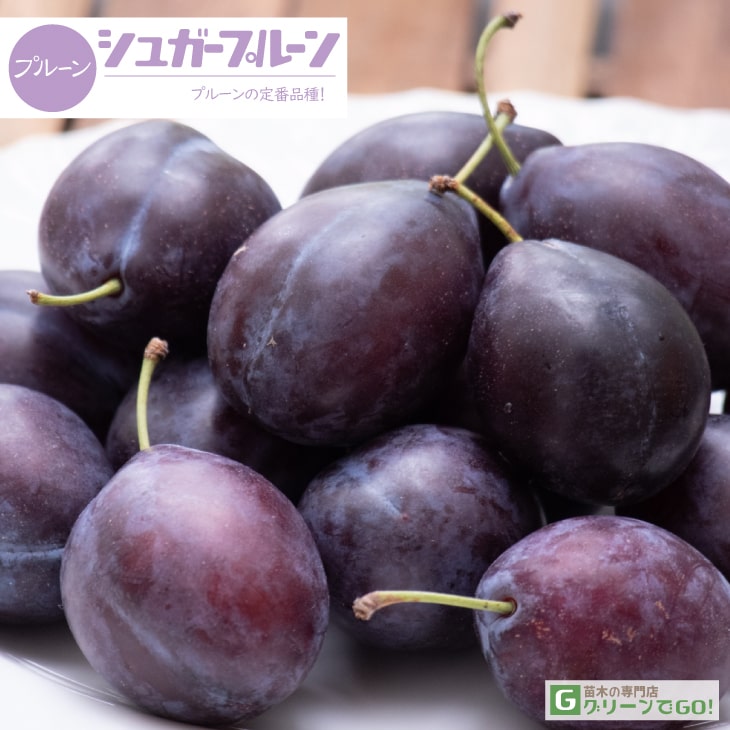 プルーン 苗木 【シュガープルーン】 3年生 接ぎ木 約1.1m 大苗