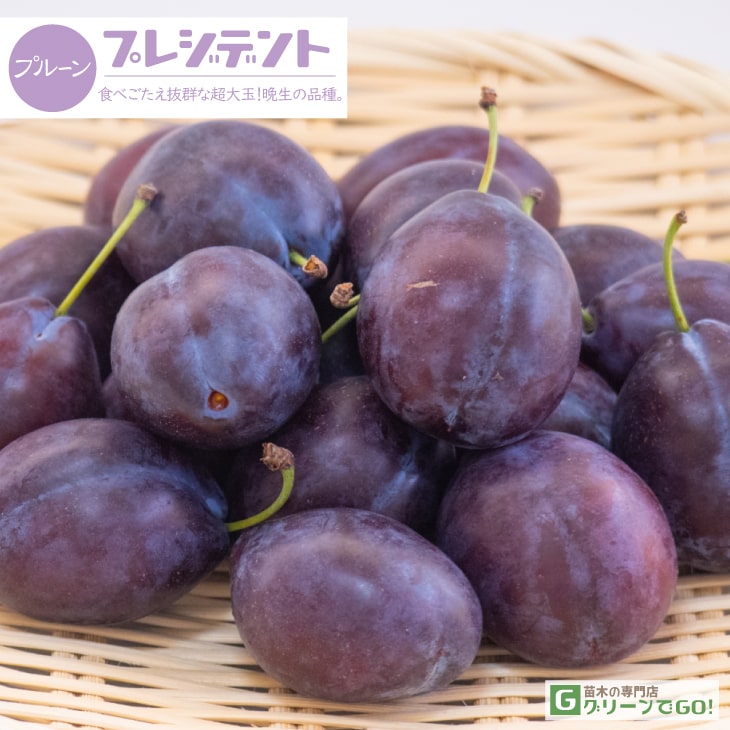 プルーンの植木3本