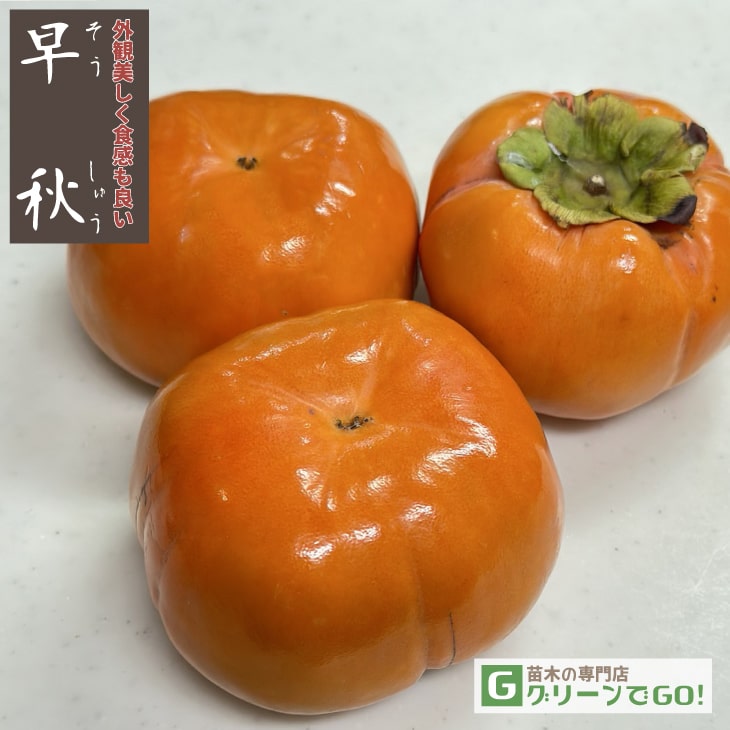 m*u様 ①大きめ苗! そわそわ❣️龍鱗蓮華❣️三日月❣️ちょこん❣️6苗メルカ m*u様 ①大きめ苗! そわそわ❣️龍鱗蓮華❣️三日月❣️ちょこ