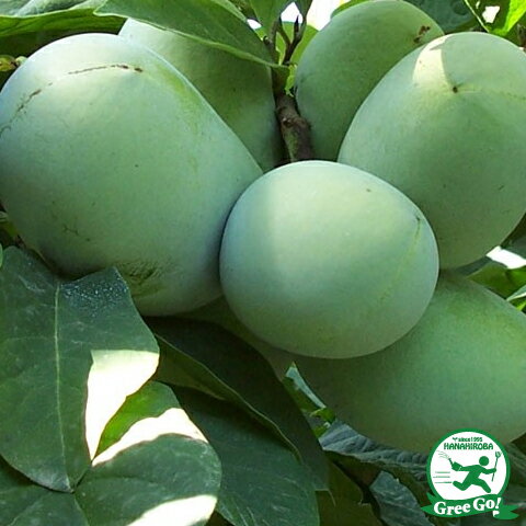 ポポー苗木 【ポトマック】 3年生 接ぎ木 大苗