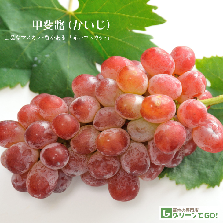 ぶどう 苗木 【甲斐路 （かいじ）】 3年生 ウイルスフリー 接ぎ木 大苗