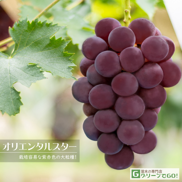 ぶどう 苗木 【オリエンタルスター ［登録品種］】 3年生 ウイルス