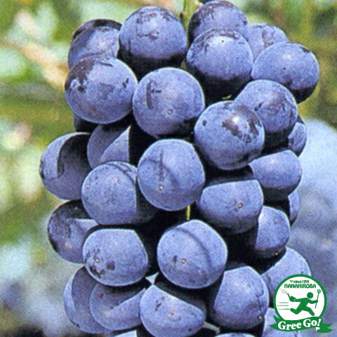 ぶどう 苗木 サマーブラック 3年生 ウイルスフリー 接ぎ木 ポット苗