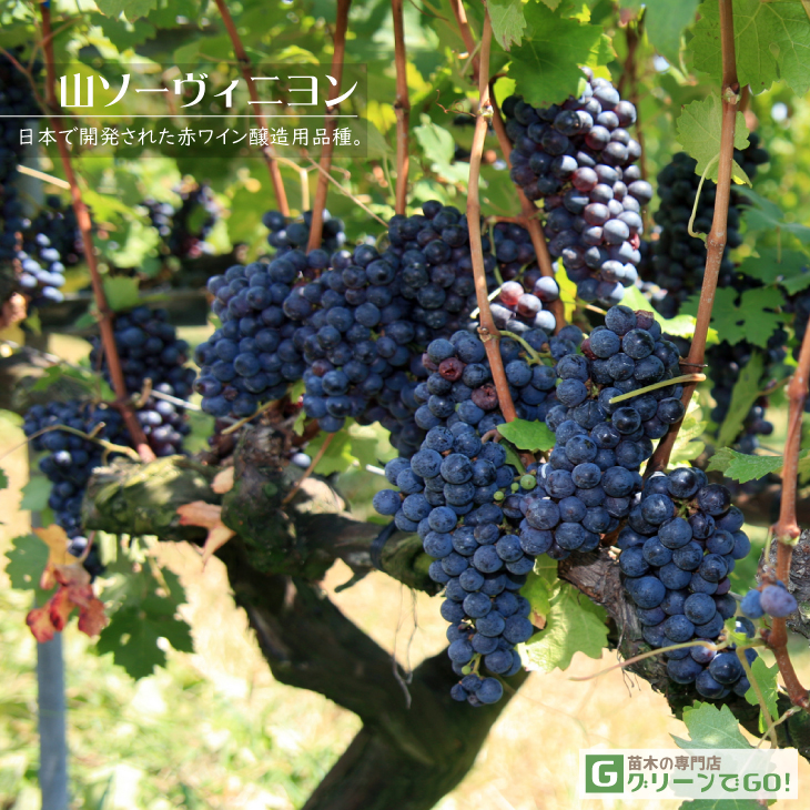 ぶどう 苗木 【赤ワイン用品種 山ソーヴィニヨン】 3年生 ウイルス