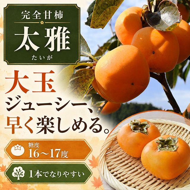 柿 苗木 【完全甘柿 太雅 (たいが) ［登録品種］】 3年生 接ぎ木 大苗