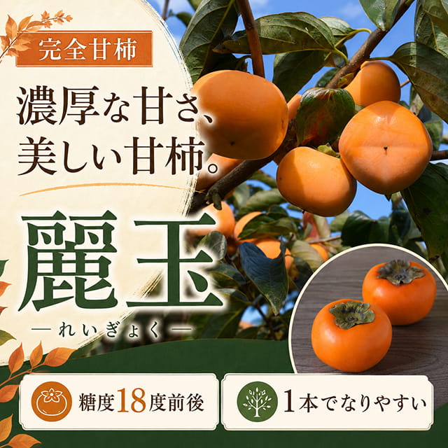 柿 苗木 【完全甘柿 麗玉 (れいぎょく) ［登録品種］】 3年生 接ぎ木 大苗