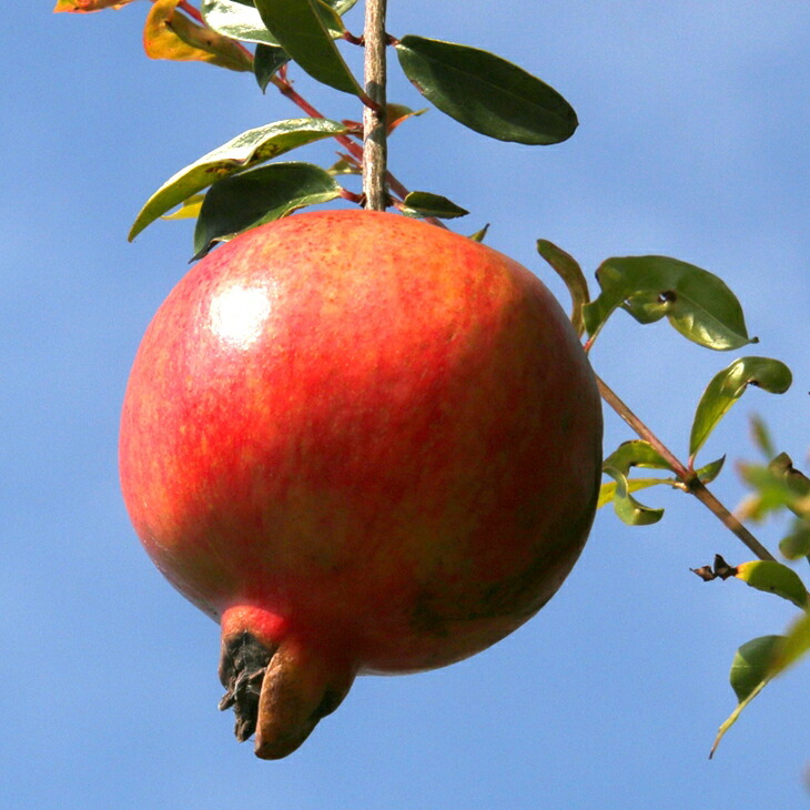 ■優良2年生大苗■ ザクロ 苗 【超大実 中華石榴王 （ちゅうかざくろおう）】 2年生大苗