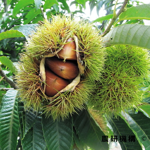 栗 苗木 【ぽろすけ ［登録品種］】 3年生 接ぎ木 約1.1m 大苗