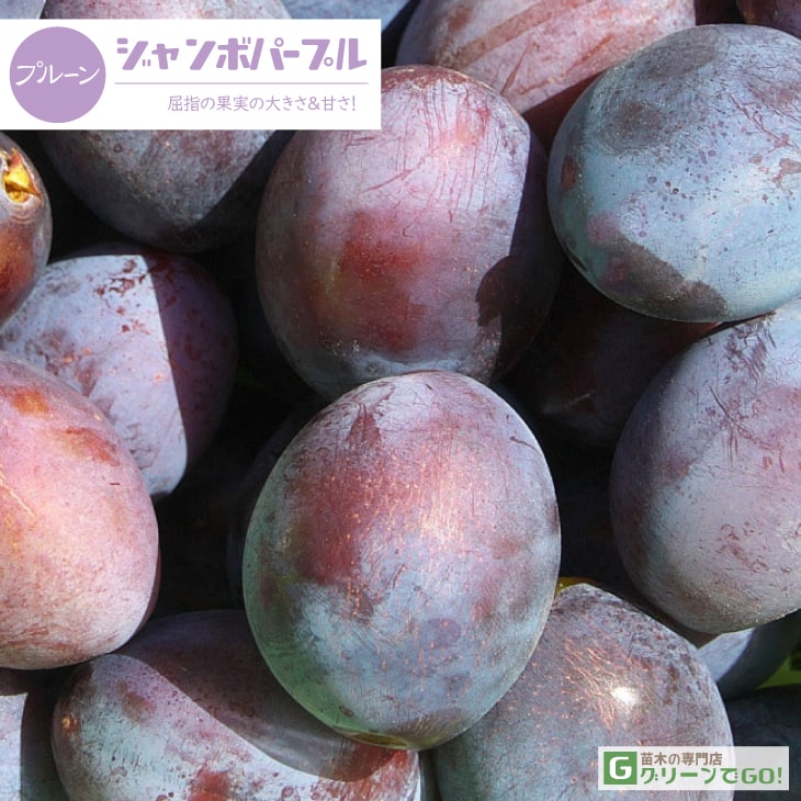 ■優良2年生大苗■ プルーン 苗木 【ジャンボパープル】 2年生大苗 接ぎ木