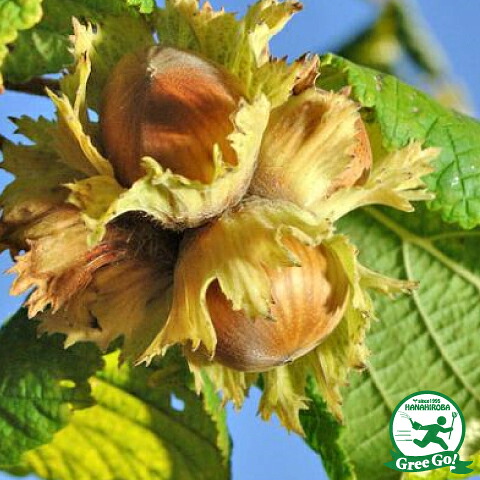 ■優良2年生大苗■ ヘーゼルナッツ 苗 【ヤムヒル】 2年生大苗