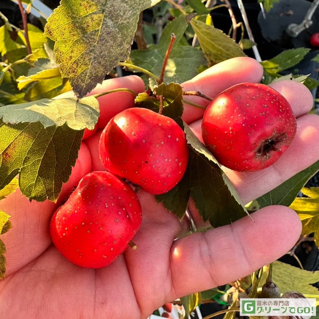 サンザシ 苗 【食用サンザシ 西安 （せいあん）】 2年生苗