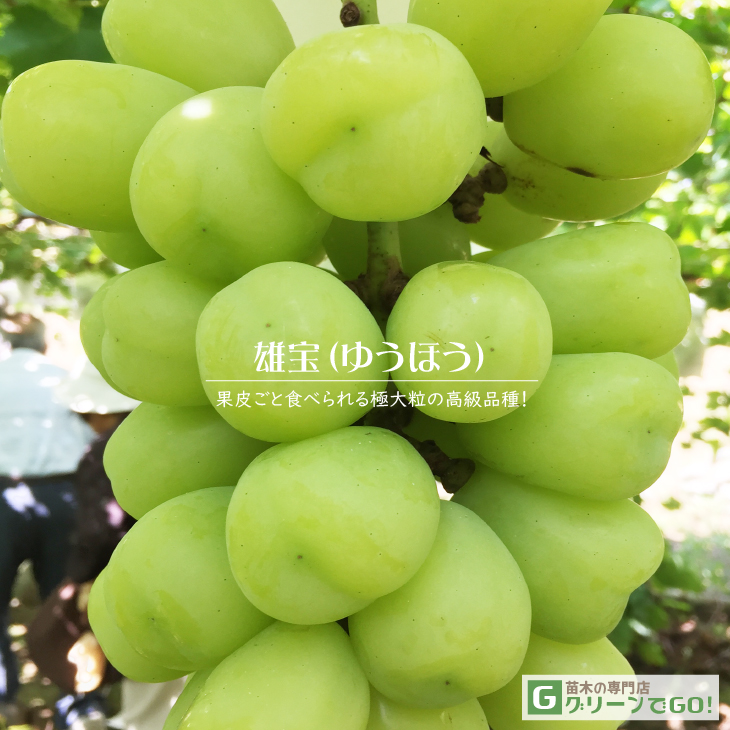 ぶどう 苗木 【雄宝（ゆうほう） ［登録品種］】 3年生 ウイルスフリー 接ぎ木 大苗