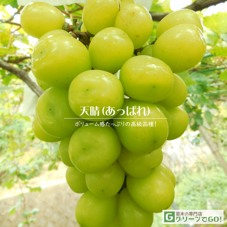 ブドウ天晴　接木苗 ぶどう 苗木 【天晴（あっぱれ） ［登録品種］】 3年生 ウイルスフリー