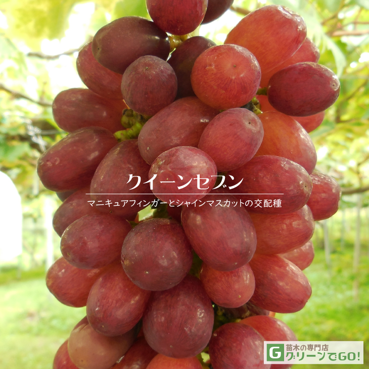 ぶどう 苗木 【クイーンセブン】 3年生 ウイルスフリー 接ぎ木 大苗