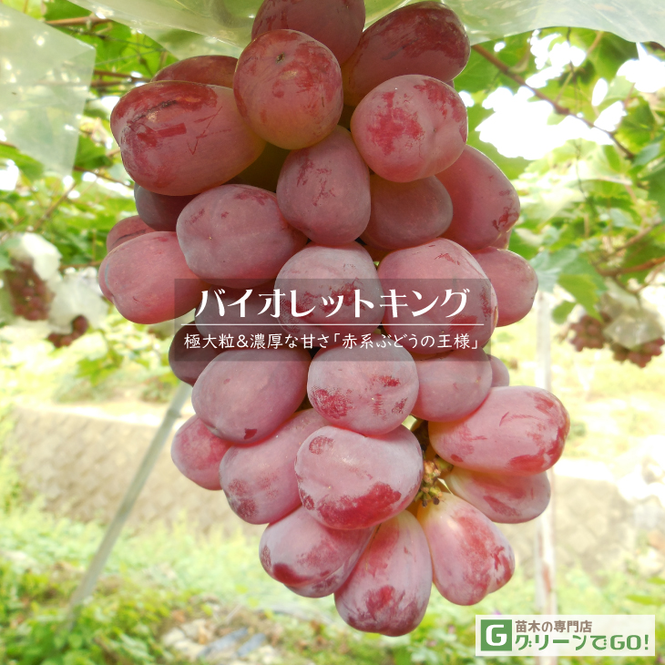 ぶどう 苗木 【バイオレットキング】 3年生 ウイルスフリー 接ぎ木 約