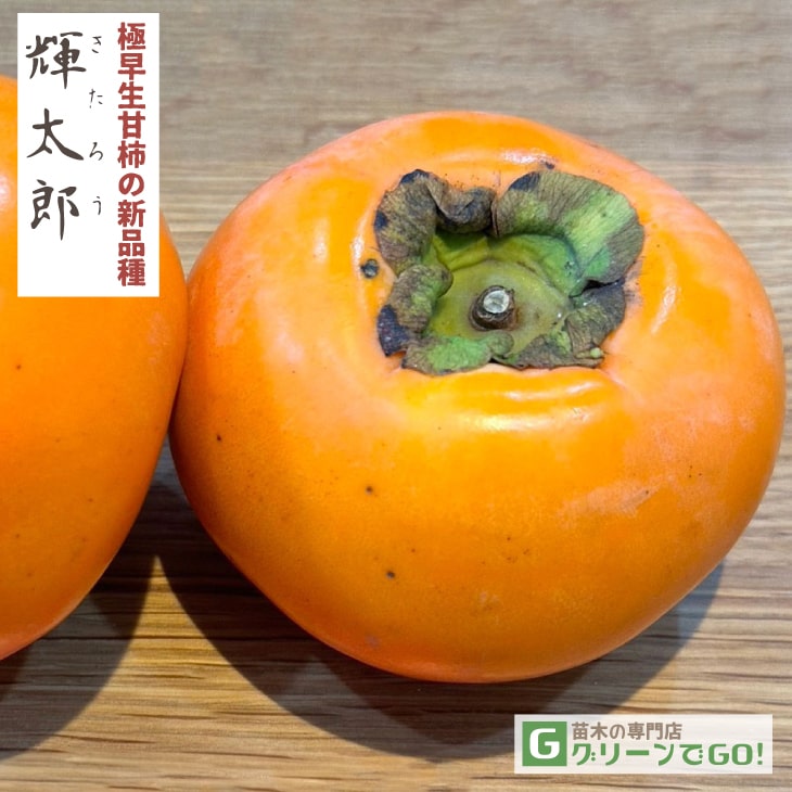 柿 苗木 【完全甘柿 輝太郎 （きたろう） ［登録品種］】3年生 接ぎ木 大苗
