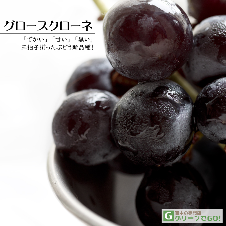 ■優良2年生大苗■ ぶどう 苗木 【グロースクローネ】 2年生 ウイルスフリー 接ぎ木 ポット苗