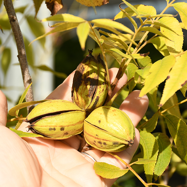ペカン／ゴルビーの実