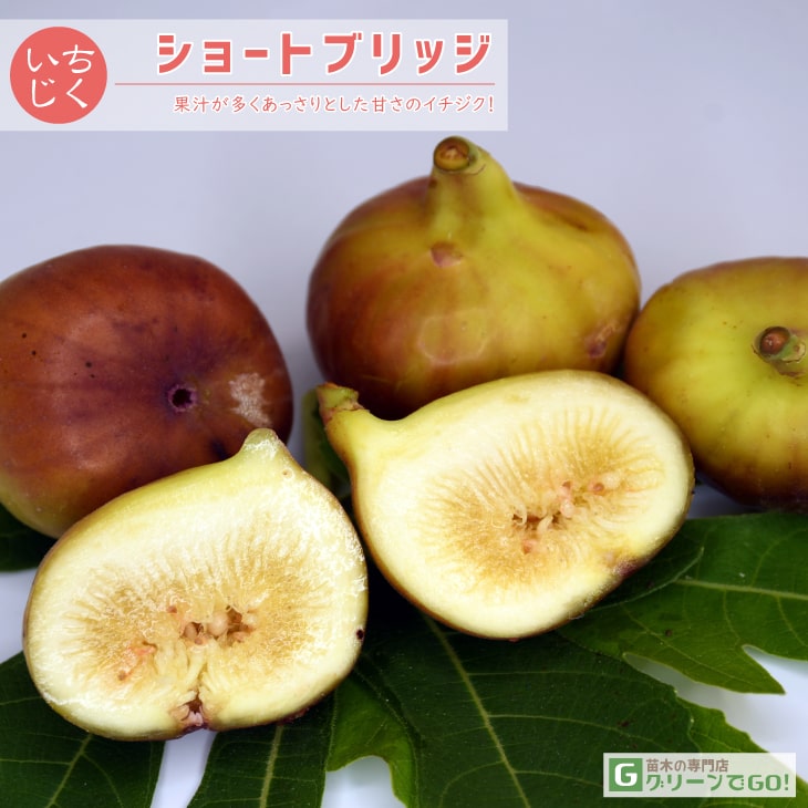 ■優良2年生大苗■ イチジク 苗 【ショートブリッジ】 2年生 挿し木 ポット苗