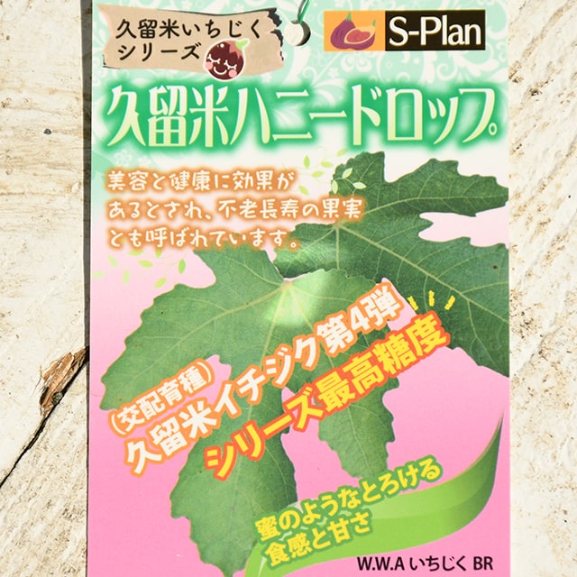 イチジク 苗 【久留米 ハニードロップ】 1年生 挿し木苗