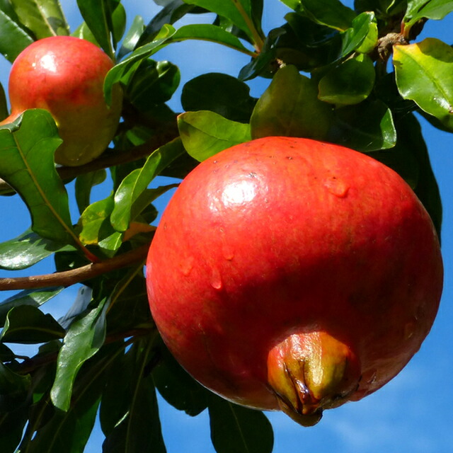 ■優良2年生大苗■ ザクロ 苗 【ワンダフル】 2年生大苗 挿し木