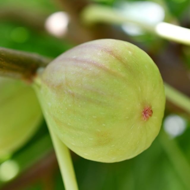 ■優良2年生大苗■ イチジク 苗 【ドリーミースイート】 2年生 挿し木 ポット苗