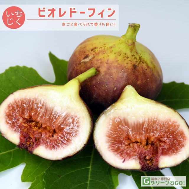 ■優良2年生大苗■ イチジク 苗 【ビオレドーフィン】 2年生 挿し木 ポット苗