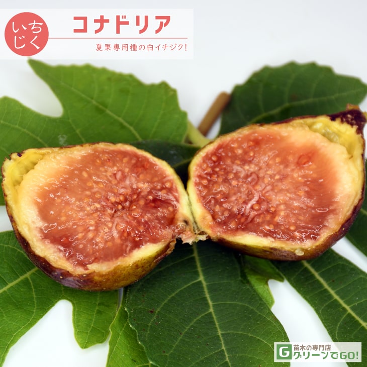 イチジク苗　いちじく苗　確認　お問い合わせ用 イチジク 苗 MC17/1