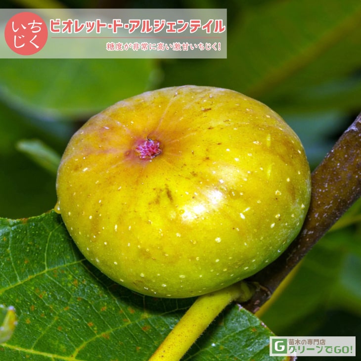 イチジク苗木　「　CARAVAGGIO　」9-91 イチジク苗木 「 CARAVAGGIO 」9-91