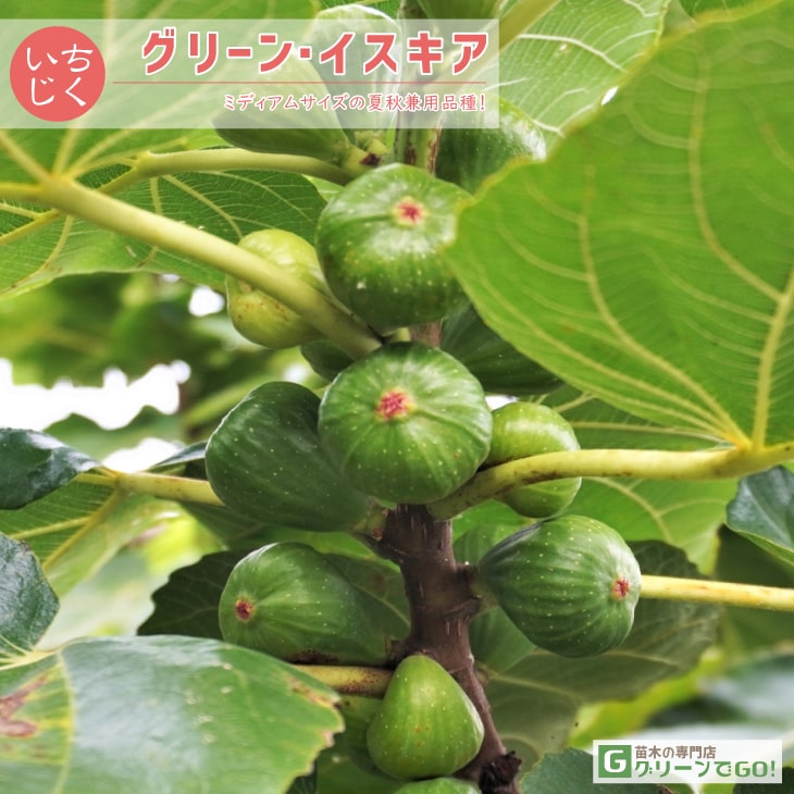 イチジク 苗 【グリーン・イスキア】 1年生 挿し木 ポット苗