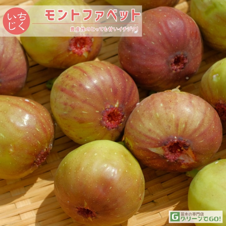 ■優良2年生大苗■ イチジク 苗 【モントファベット】 2年生 挿し木 ポット苗