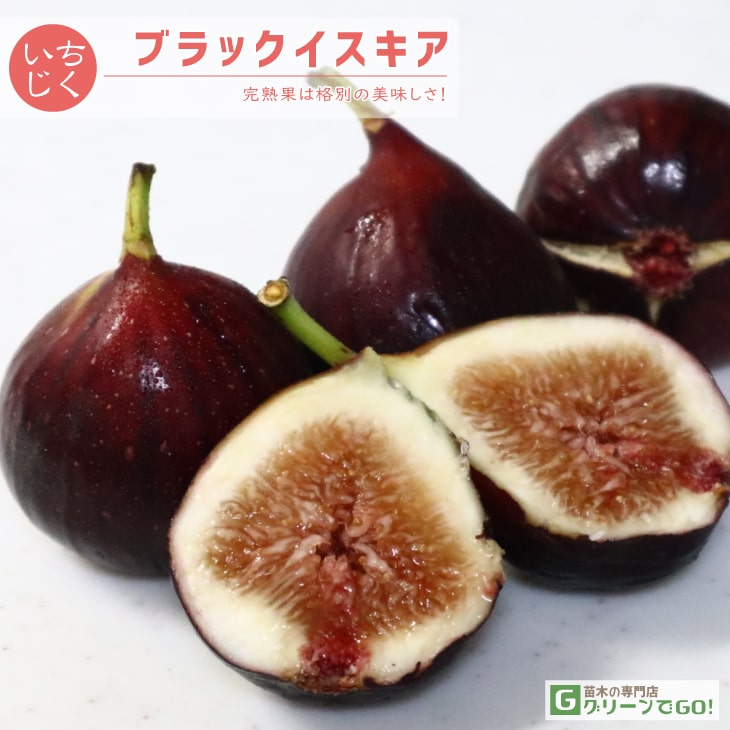 ■優良2年生大苗■ イチジク 苗 【ブラックイスキア】 2年生 挿し木 ポット苗