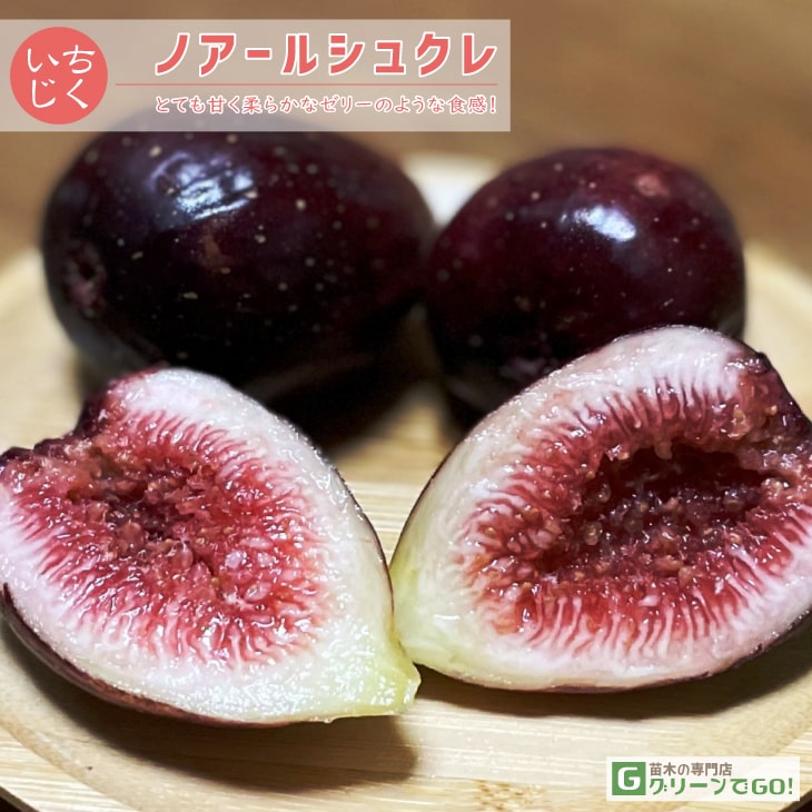 ■優良2年生大苗■ イチジク 苗 【ノアールシュクレ】 2年生 挿し木 ポット苗