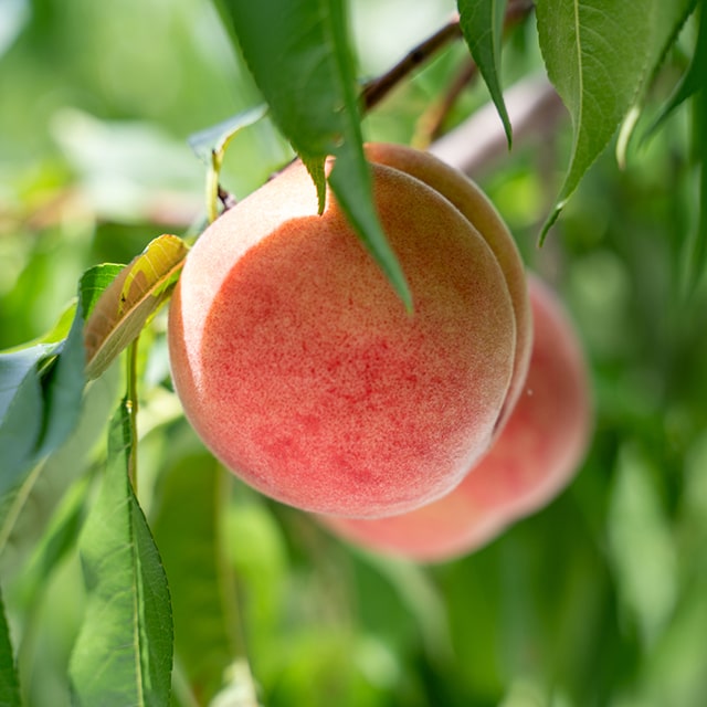 □優良2年生大苗□ 桃 苗木 【矮性桃 ボナンザピーチ】 2年生大苗 接ぎ木