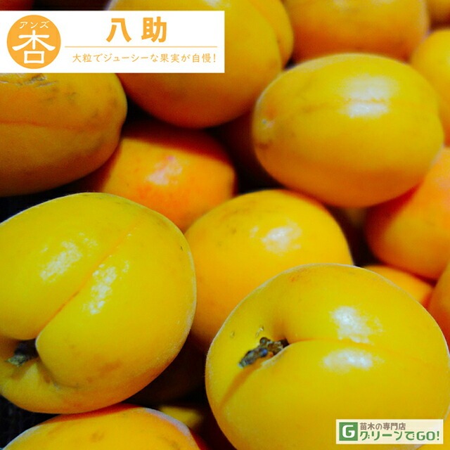 ■優良2年生大苗■ アンズ 苗木 【八助 （はちすけ）】 2年生 接ぎ木 ポット苗