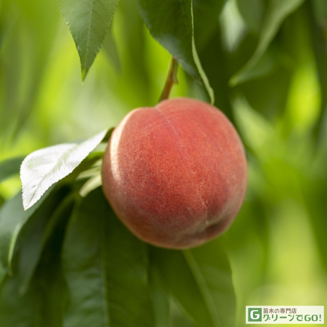 ■優良2年生大苗■ 桃 苗木 【ちよひめ】 2年生大苗 接ぎ木