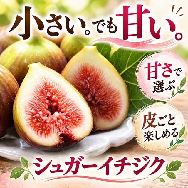 ■優良2年生大苗■ イチジク 苗 【シュガーイチジク】 2年生 挿し木 ポット苗