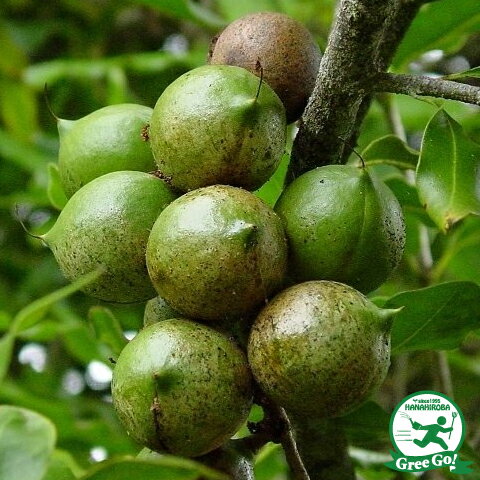 ナッツ 苗木 【マカダミアンナッツ】 2年生苗