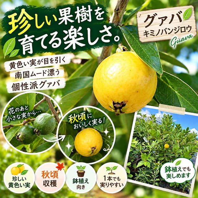 熱帯果樹 【グァバ （キミノバンジロウ）】 プラスチック鉢植え