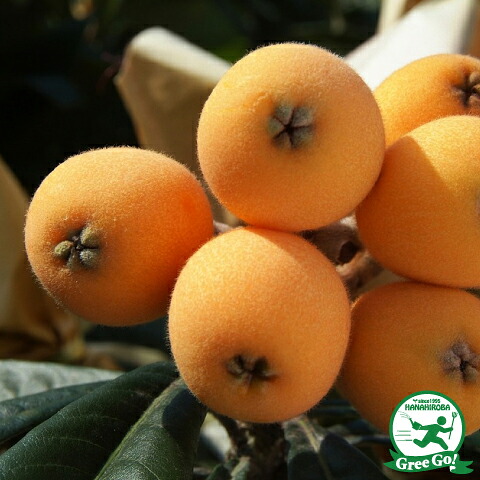 □優良2年生大苗□ ビワ 苗 【大房 （おおぶさ）】 2年生大苗 接ぎ木